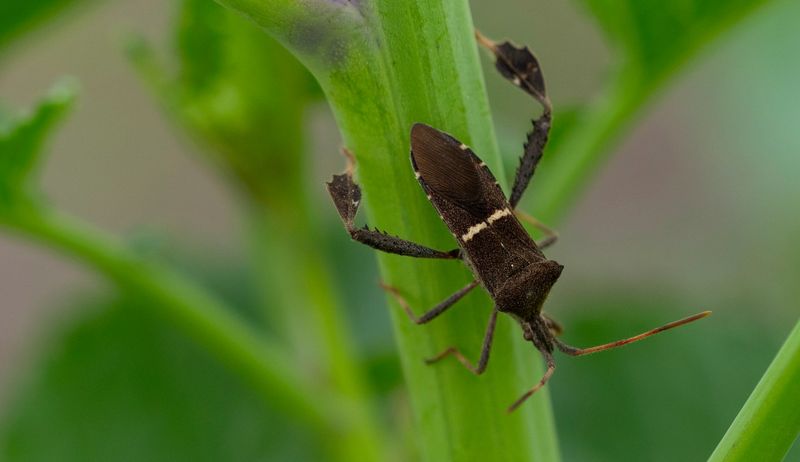 Leaf-Footed Bug