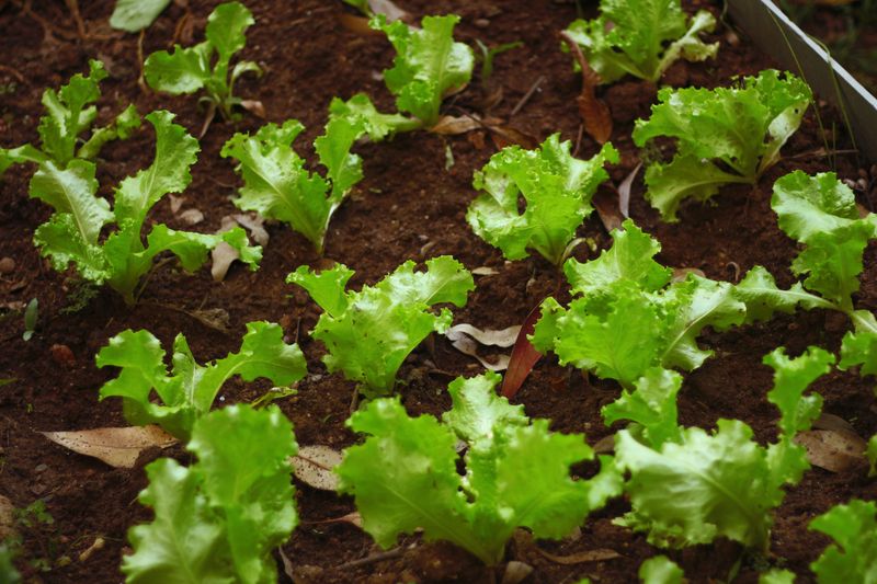Leaf Lettuce