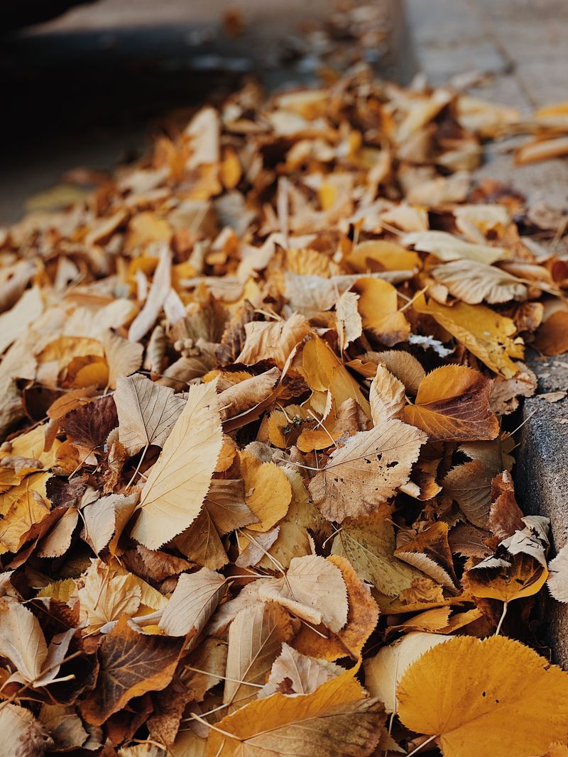 Leaf Litter And Debris Piles Leaf Litter And Debris Piles