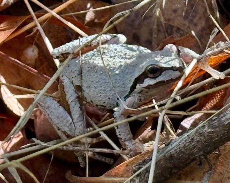 Leaf Litter And Logs Can Help Them Stay