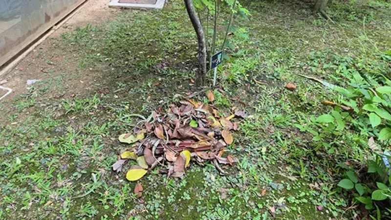 Leaf Litter And Yard Debris