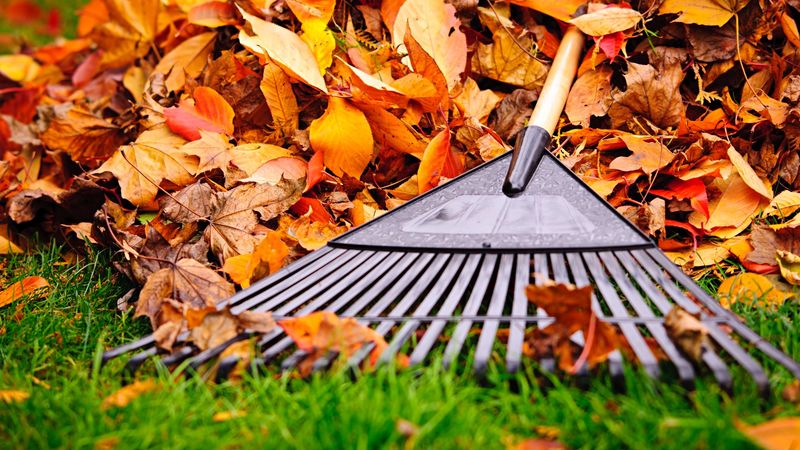 Leaf Litter Can Undo The Work Leaf Litter Can Undo The Work