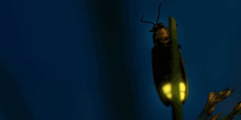 Leaf Litter Could Be Helping Fireflies Survive Leaf Litter Could Be Helping Fireflies Survive