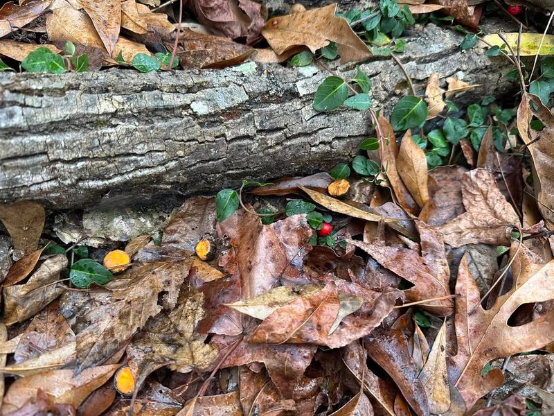 Leaf Litter Creates Year-Round Shelter
