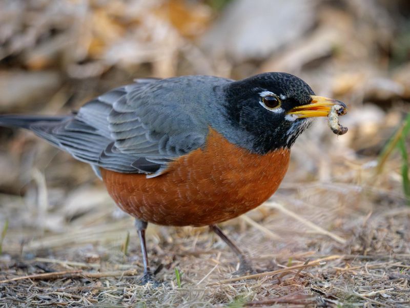 Leaf Litter Feeds The Garden Web