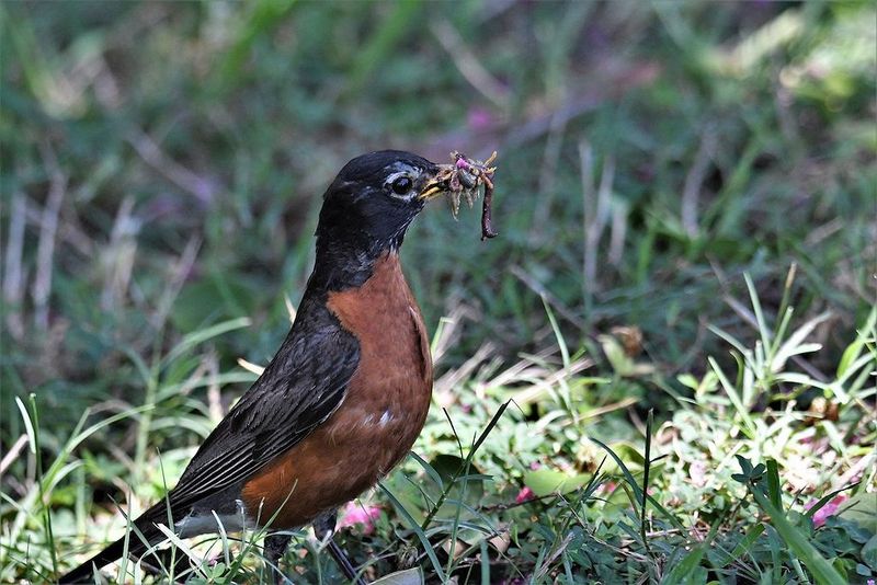 Leaf Litter Feeds The Insects That Feed Your Robins Leaf Litter Feeds The Insects That Feed Your Robins