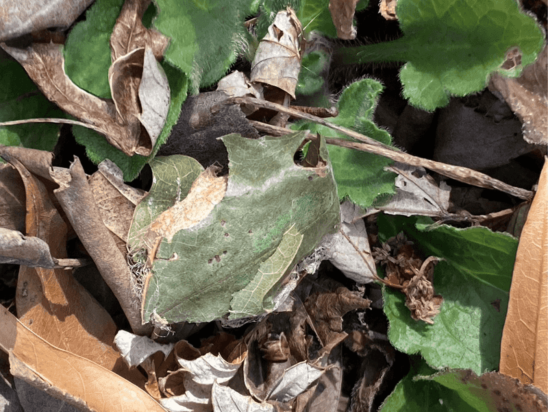 Leaf Litter May Be Protecting Hidden Cocoon Sites