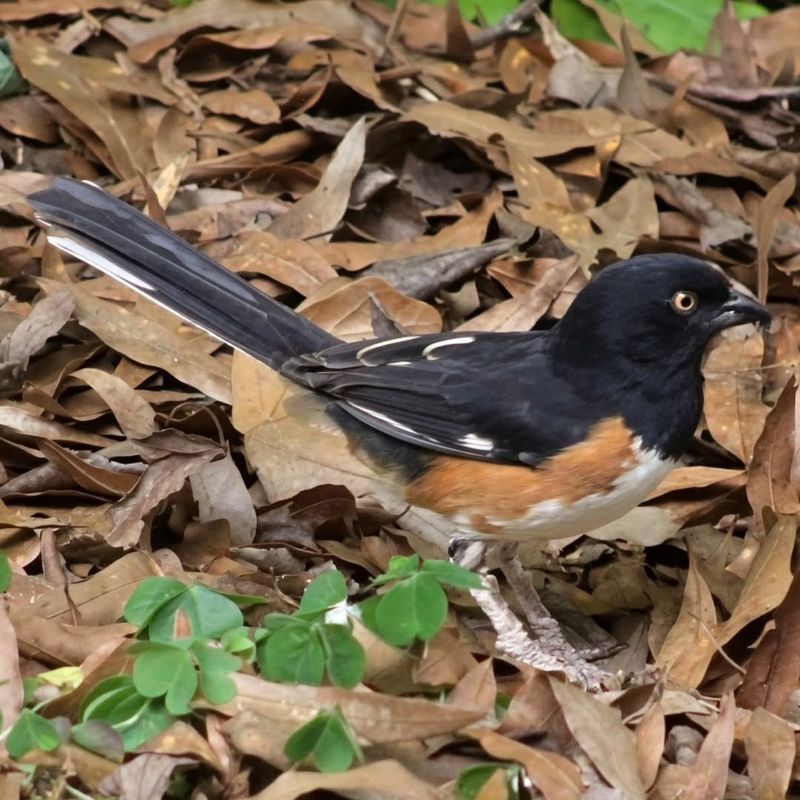 Leaf Litter Plays An Important Role During Nesting Season