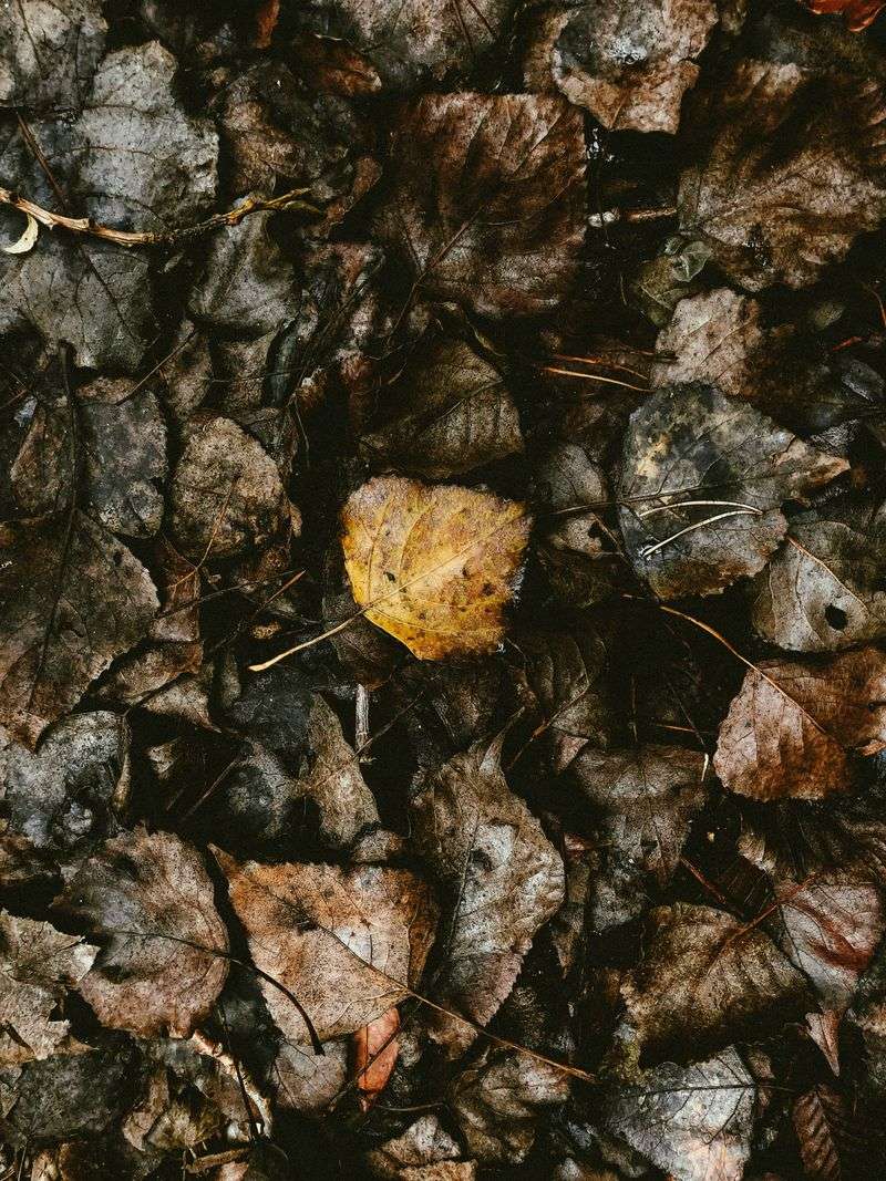 Leaf Litter Stays Moist And Shelters Ticks Year-Round Leaf Litter Stays Moist And Shelters Ticks Year-Round