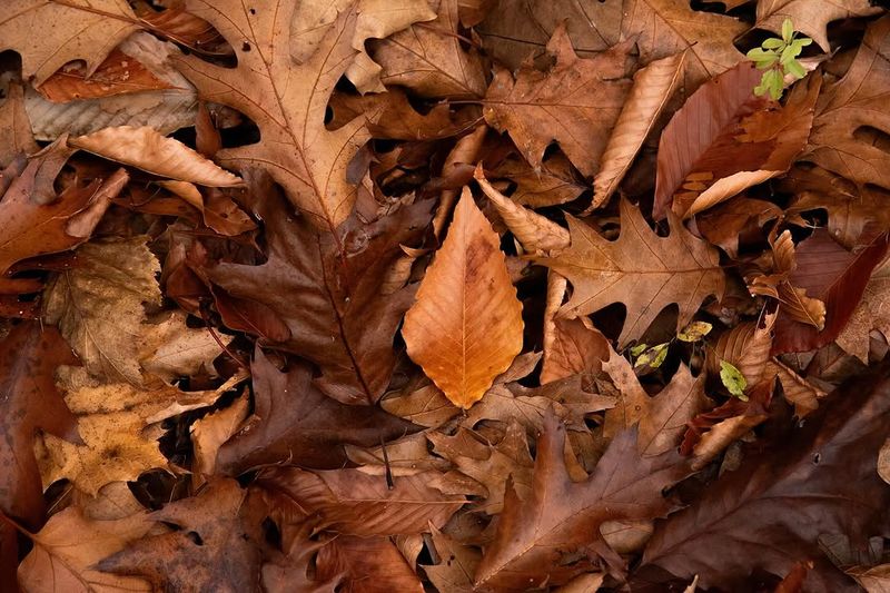 Leaf Litter Supports The Final Stages Of Development Leaf Litter Supports The Final Stages Of Development