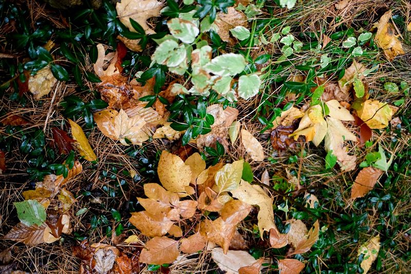 Leaf Litter Under Trees And Shrubs
