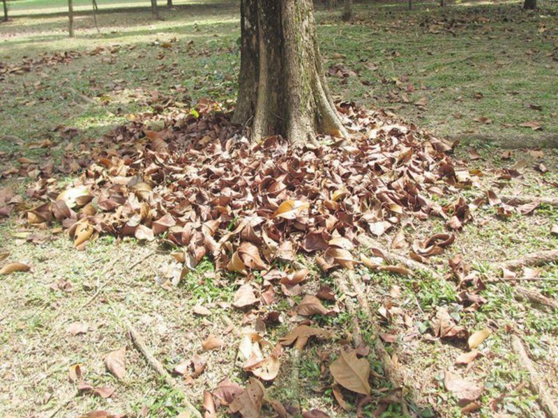 Leaf Litter Under Trees And Shrubs