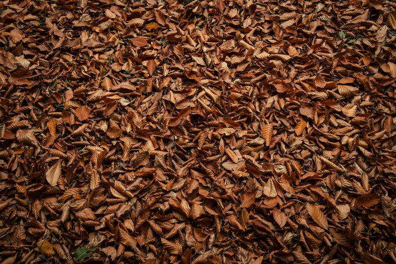 Leaf Litter