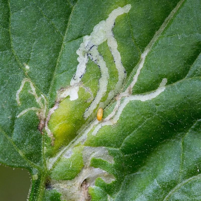 Leaf Miners Leaf Miners