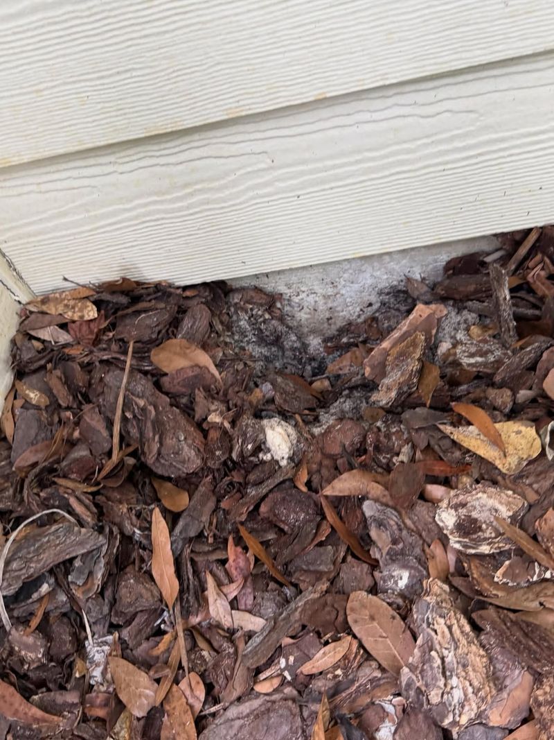 Leaf Mulch Creates Loose Areas Easy To Search Through Leaf Mulch Creates Loose Areas Easy To Search Through