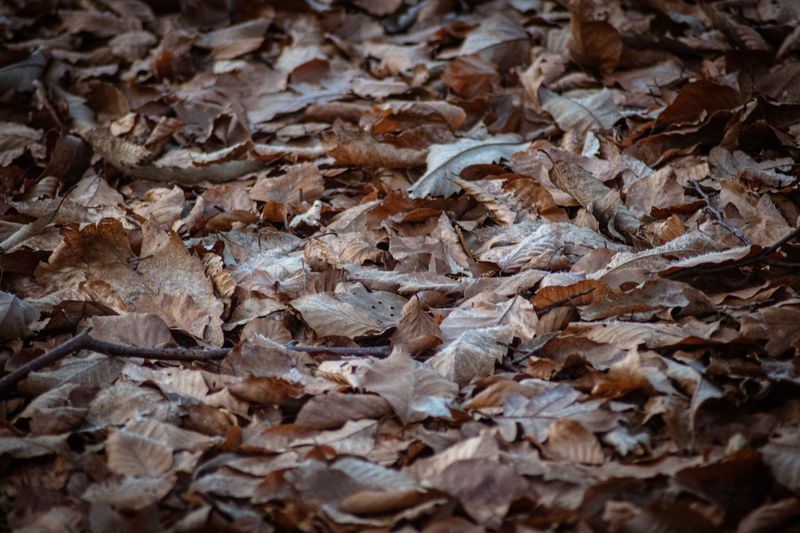 Leaf Mulch Keeps Tick Habitat Going All Winter Leaf Mulch Keeps Tick Habitat Going All Winter