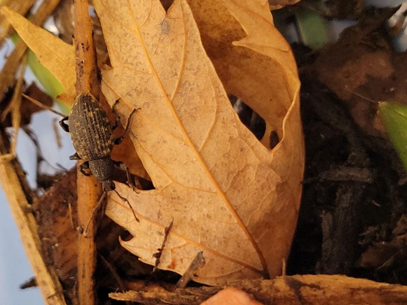 Leaf Notches Give The First Hint