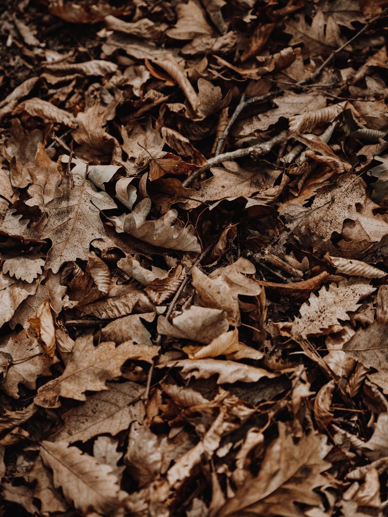 Leaf Piles Create Moist Hiding Spots Ticks Love