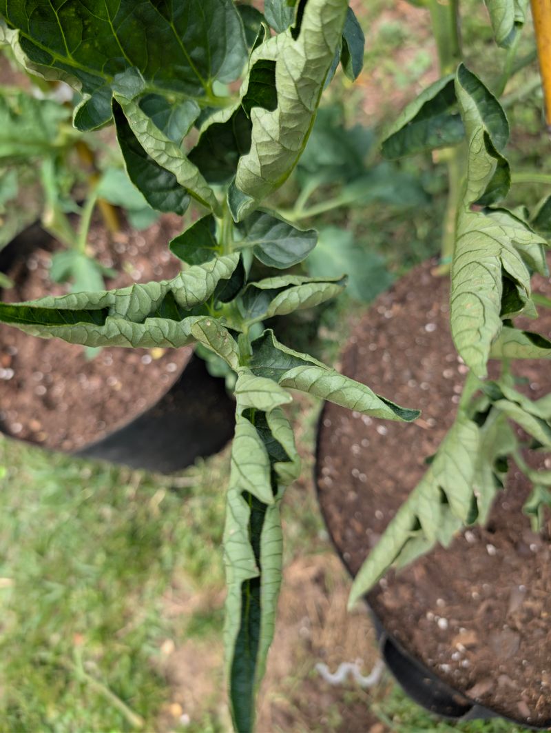 Leaf Roll