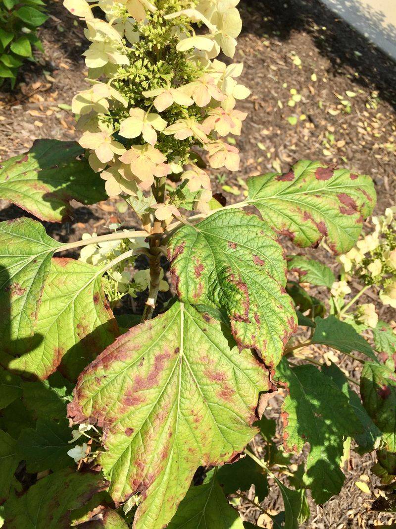 Leaf Scorch Looks Different From Spring Frost Stress