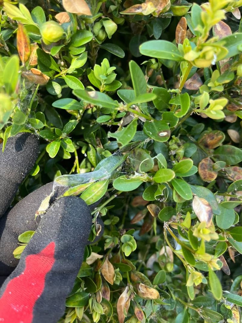 Leaf Spots Or Lesions