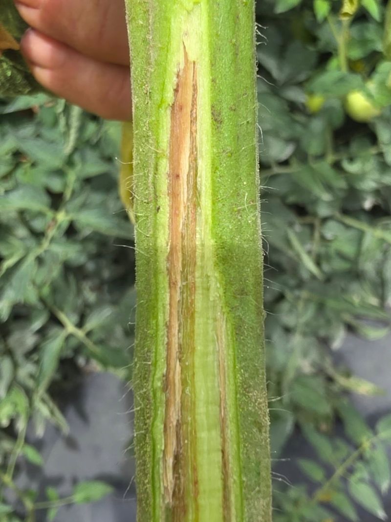 Leaf Spots Versus Stem Lesions