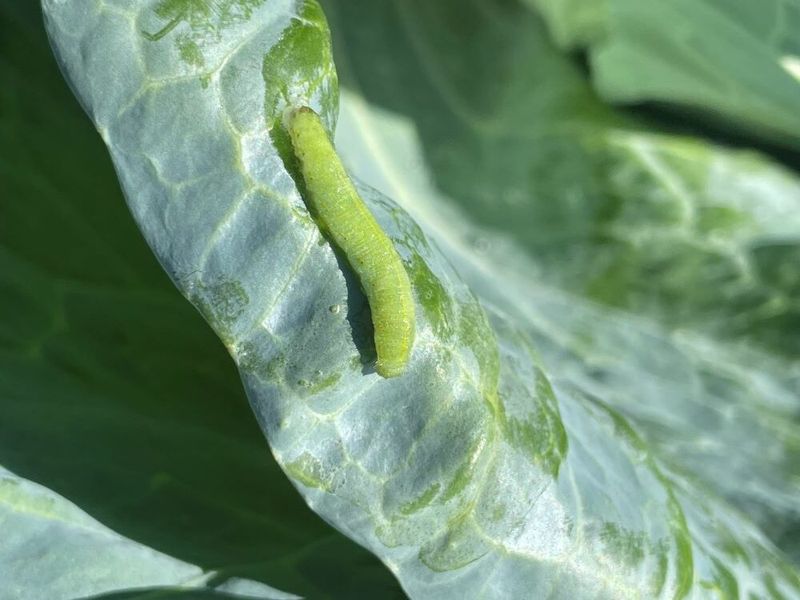 Leaf Undersides Hide Early Feeding