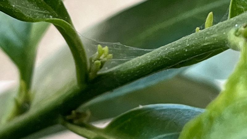 Leaf Undersides Hide The Problem Leaf Undersides Hide The Problem