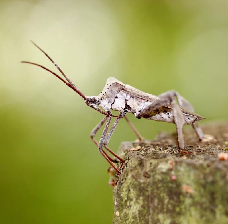 Leaffooted Bugs Damage Ripening Fruit