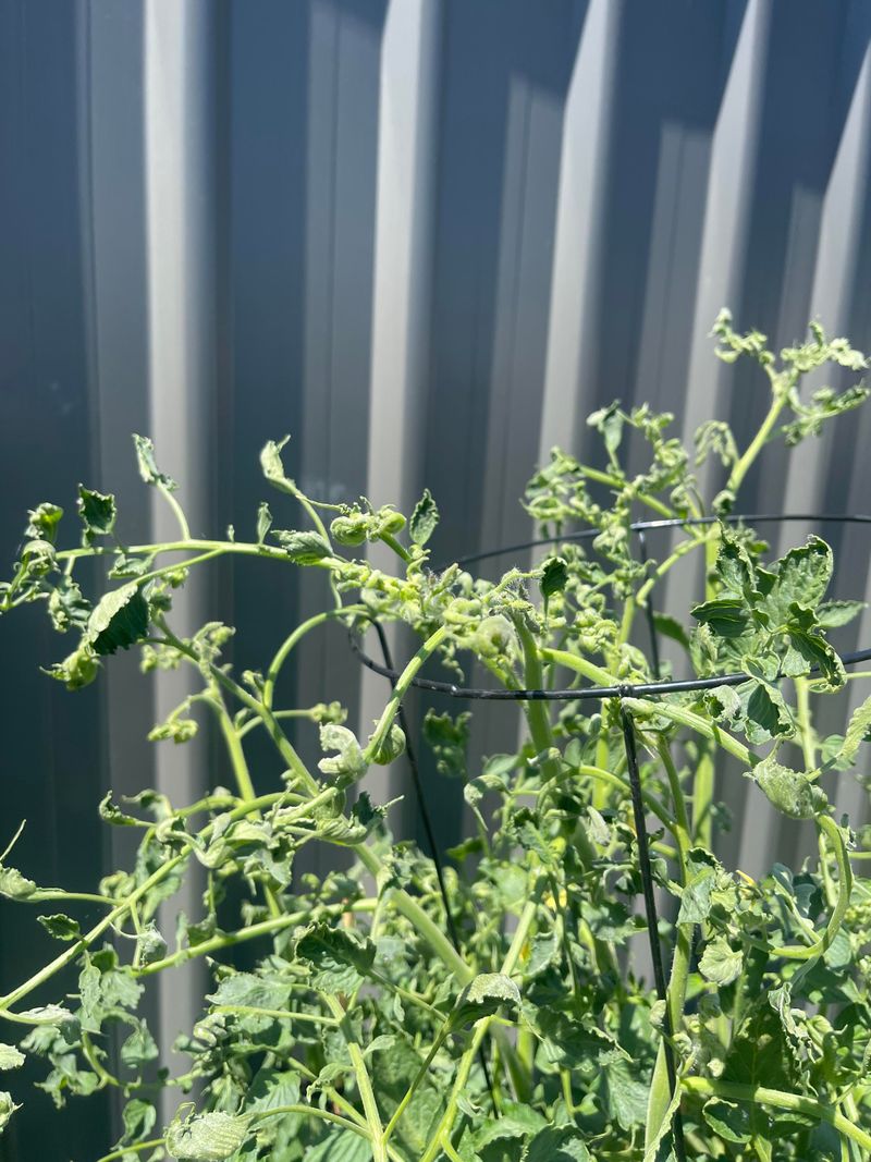 Leafhoppers Can Spread Curly Top Virus