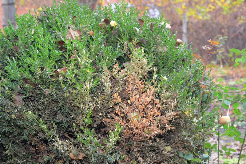 Leafminer Damage Makes Foliage Look Rough Leafminer Damage Makes Foliage Look Rough