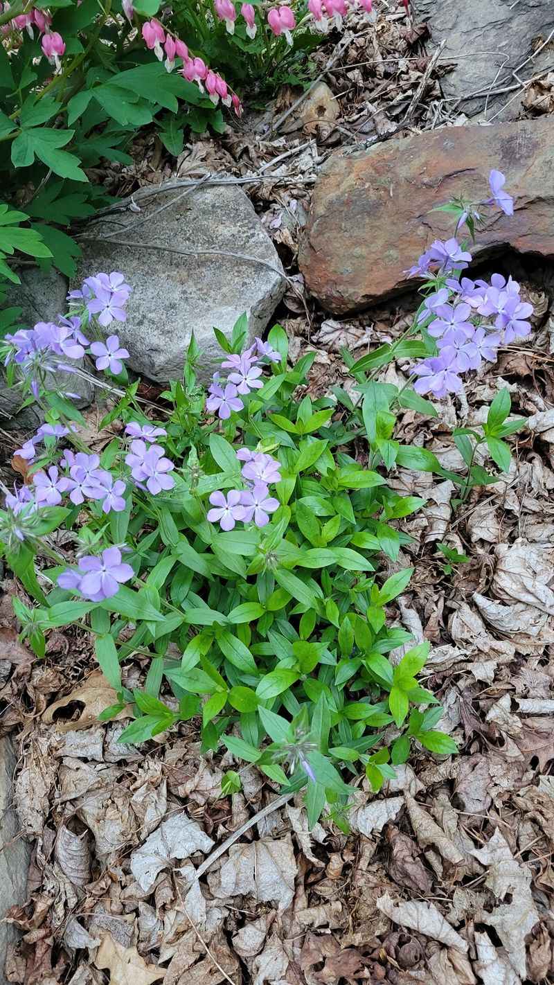 Leafy Soil Helps It Settle In Fast