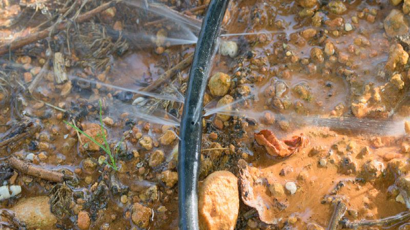 Leaky Irrigation Lines Provide Moisture Scorpions Seek Out Leaky Irrigation Lines Provide Moisture Scorpions Seek Out