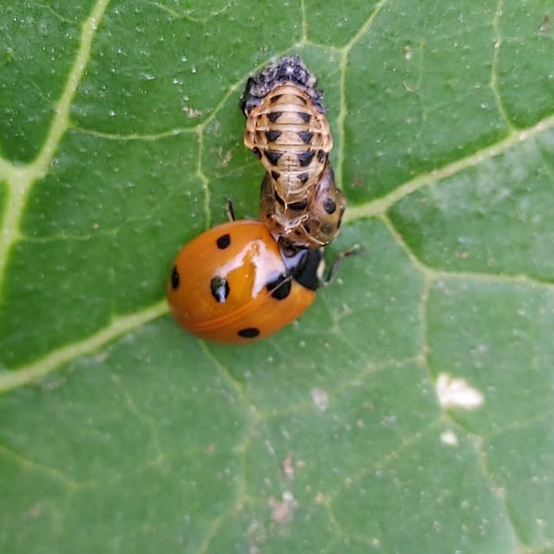 Learn The Young Insect Stages