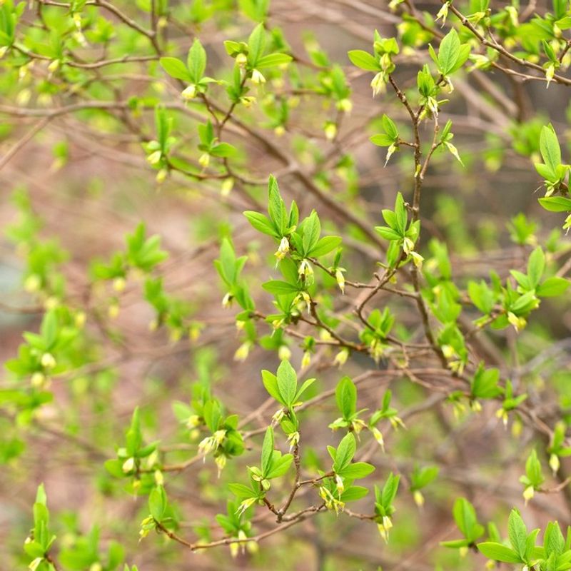 Leatherwood With Spicebush Leatherwood With Spicebush