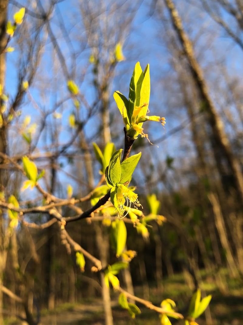 Leatherwood 