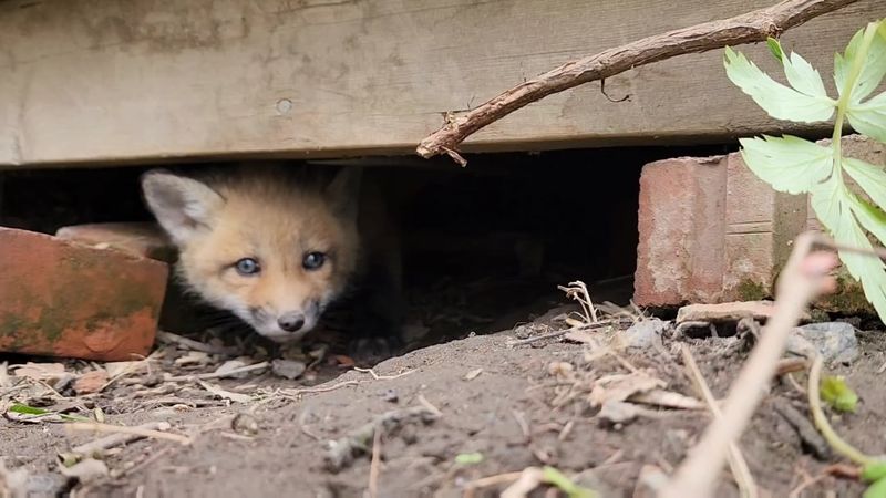 Leave A Den Alone If The Family Seems Active