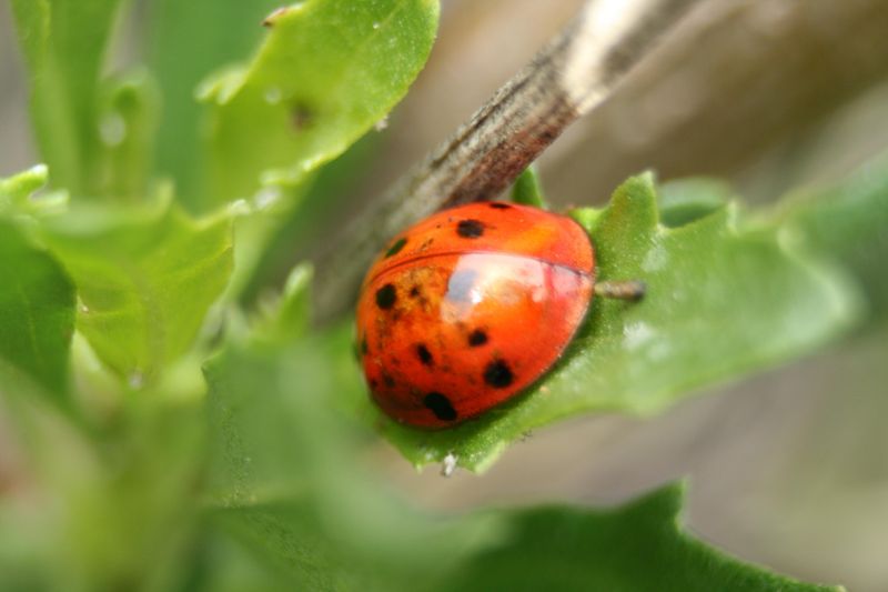 Leave A Few Pests As Food