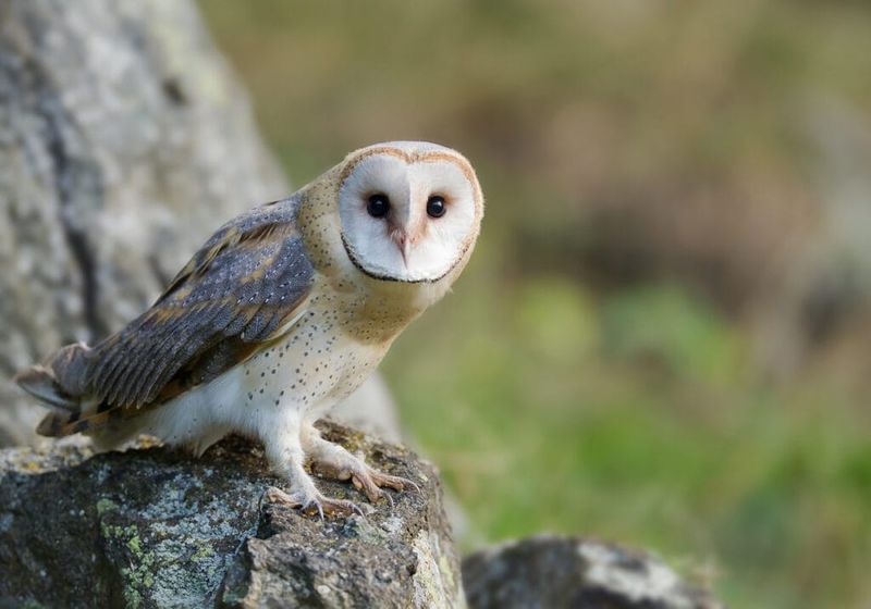 Leave A Quiet Edge Where Owls Can Hunt
