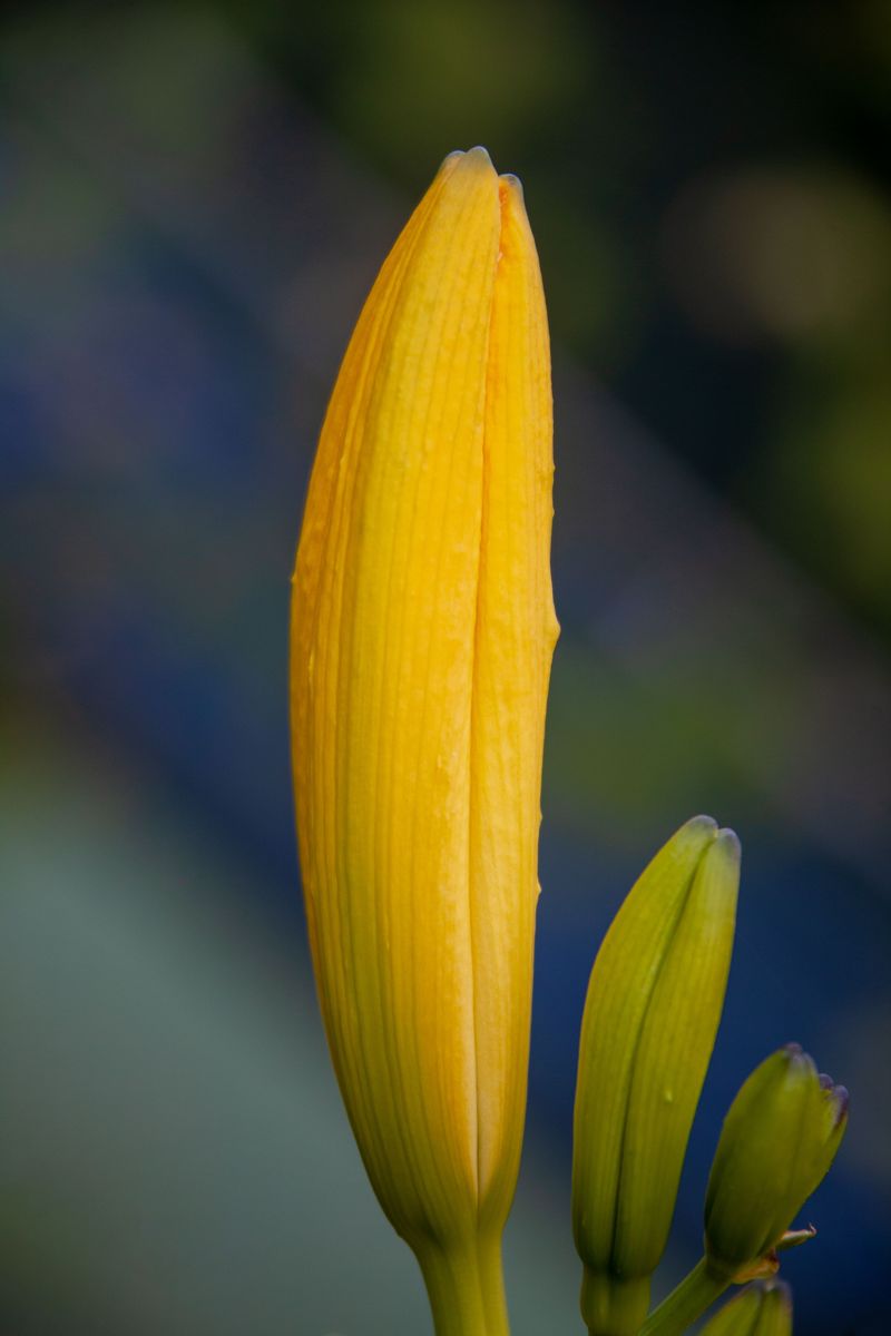 Leave All Unopened Buds Intact On The Scape Leave All Unopened Buds Intact On The Scape