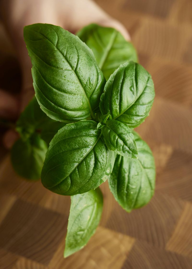 Leave At Least Two Sets Of Leaves On Each Stem