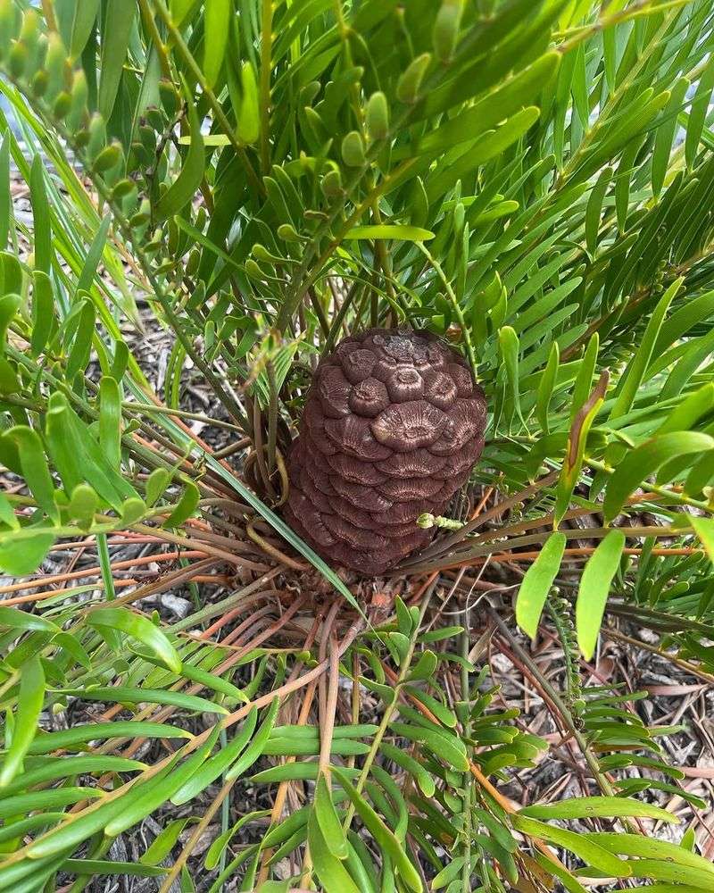 Leave Coontie Undisturbed Once It Settles In