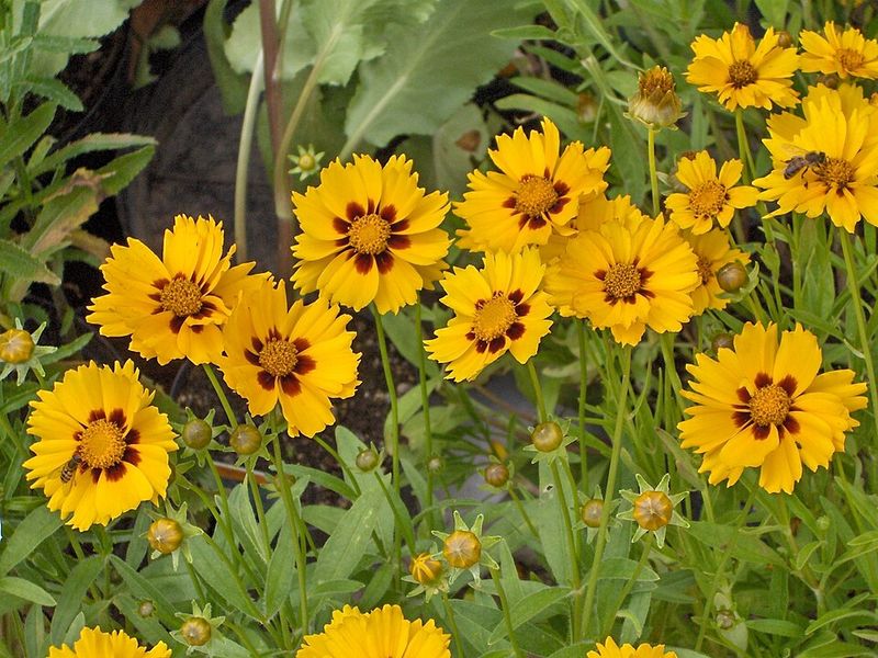 Leave Coreopsis Seed Heads For Easy New Plants