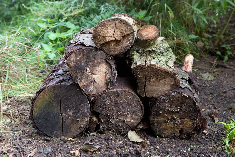 Leave Decaying Wood In Quiet Areas Of The Landscape