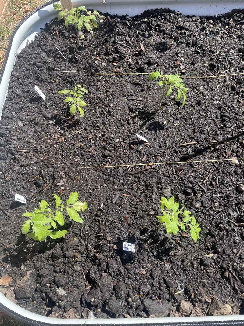 Leave Enough Space Between Plants