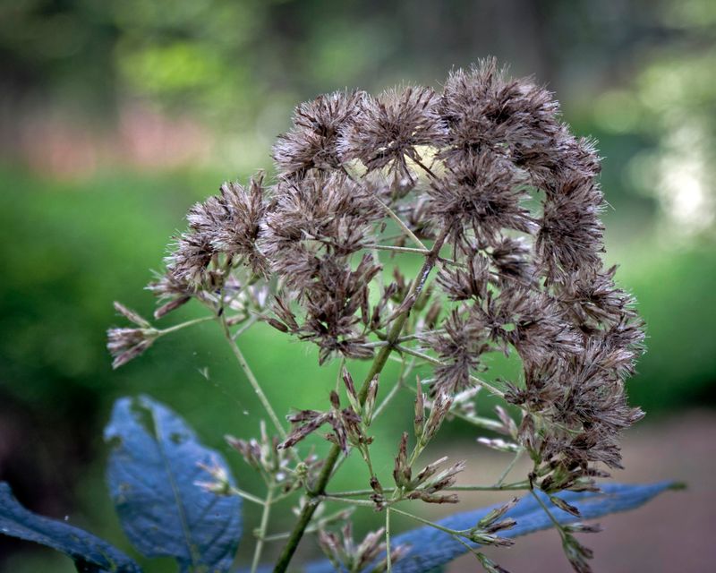 Leave Faded Flower Heads For Late-Season Texture