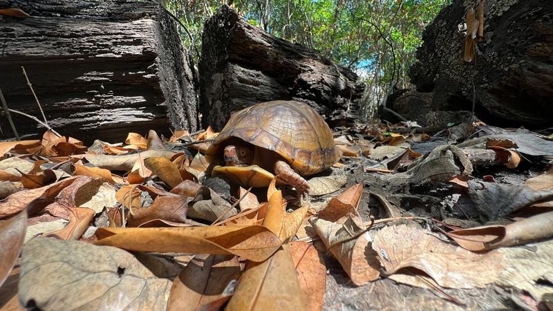 Leave Fallen Logs And Brush Piles In Place