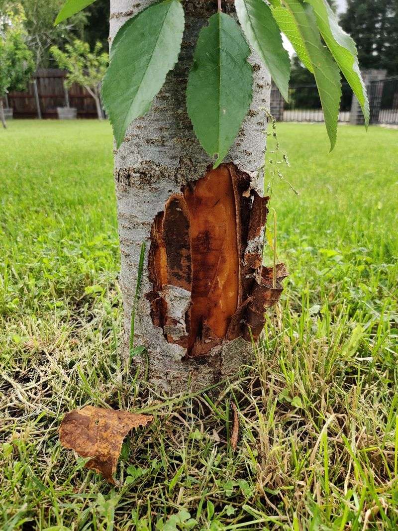 Leave Firm Attached Bark In Place