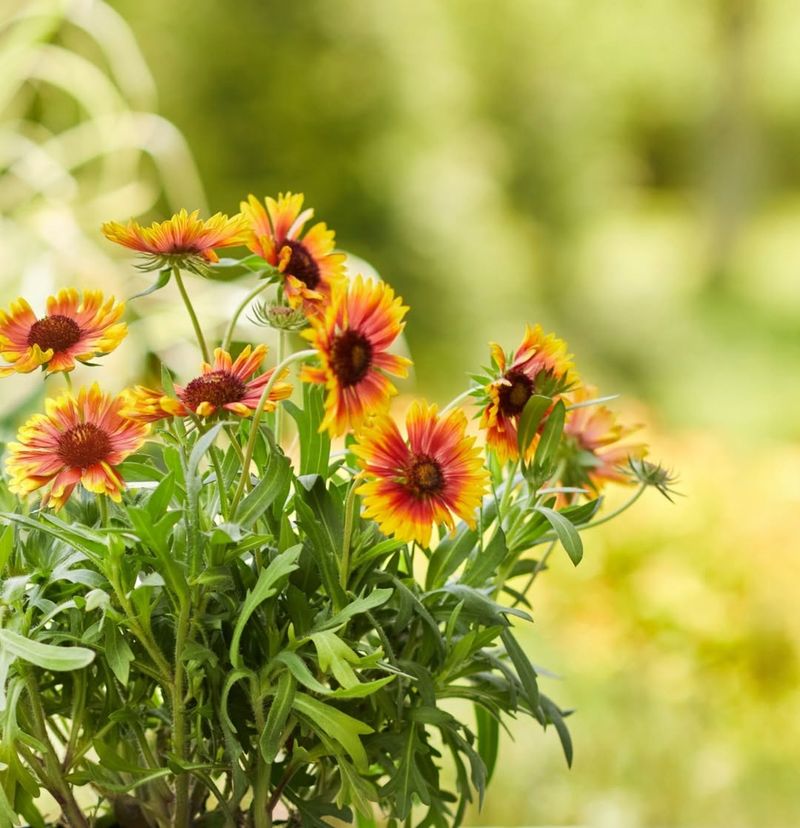 Leave Gaillardia Alone And Refresh It Another Way