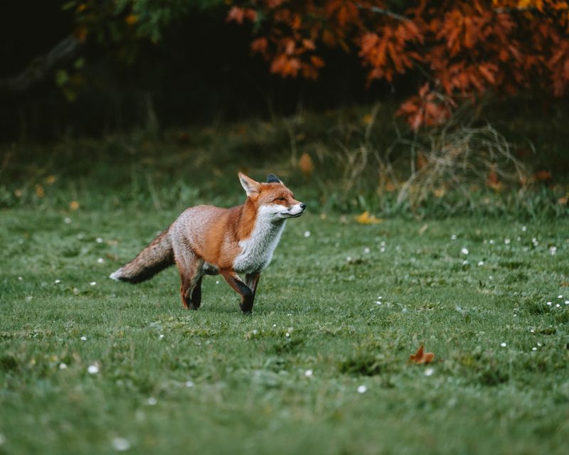 Leave Healthy Foxes Alone